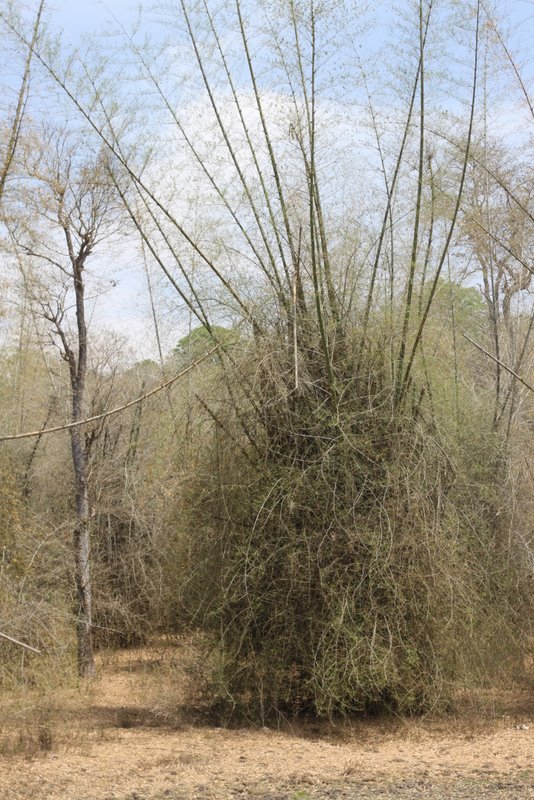 A bamboo bush?